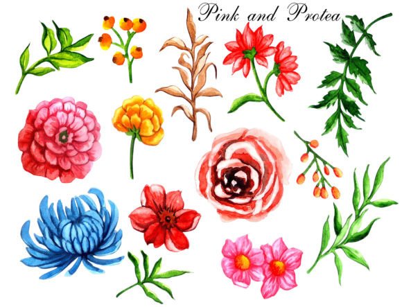 Download Watercolor Floral Elements Pink Protea - Color Collection