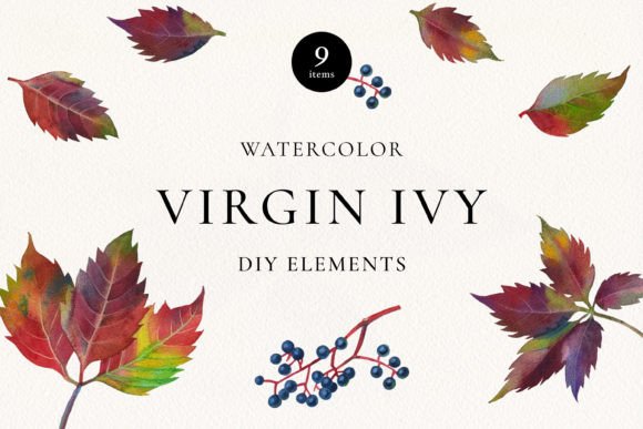 Download Virgin Ivy Watercolor Floral Elements - Color Collection