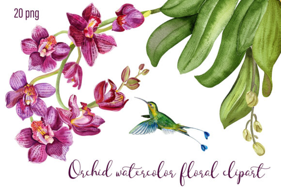 Download Orchid Watercolor Floral Digital Clipart - Color Collection